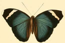 Euphaedra luperca Hewitson 1864 resmi