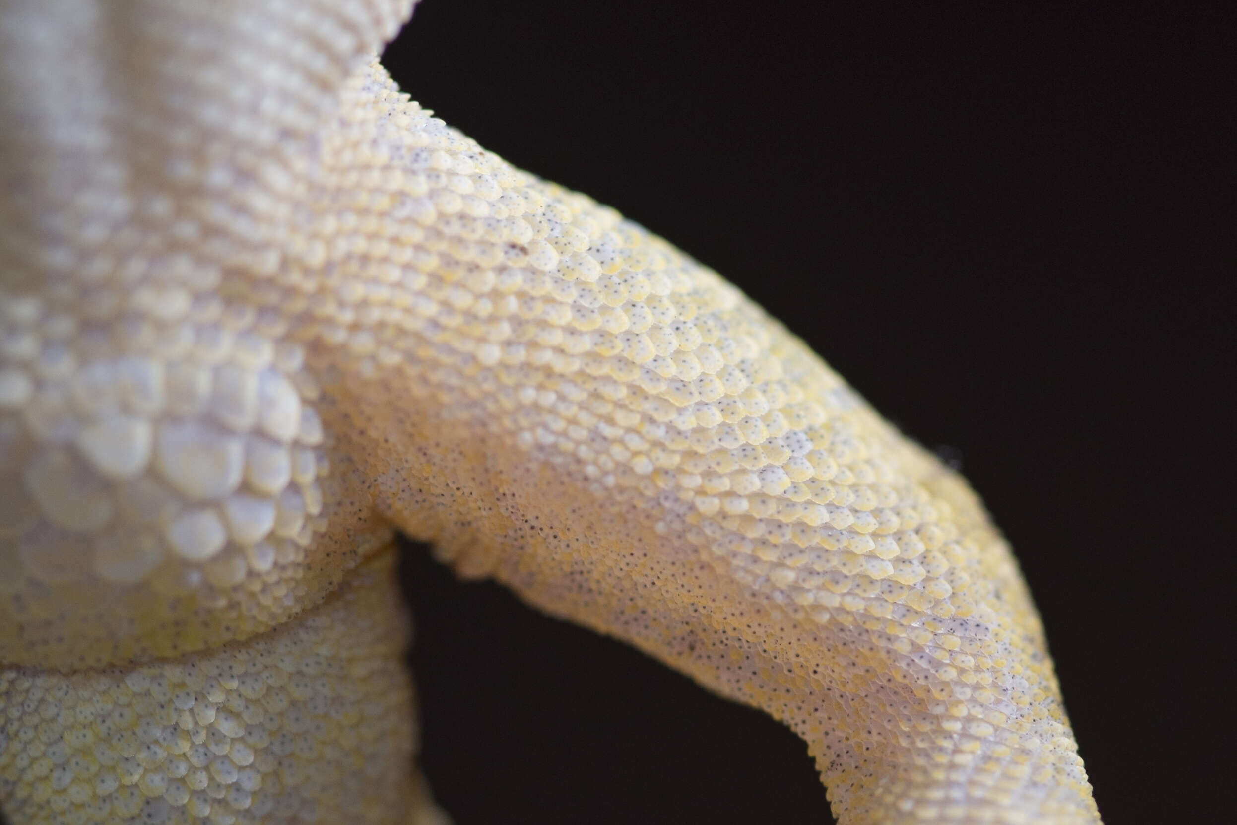 Image of Hokou Gecko