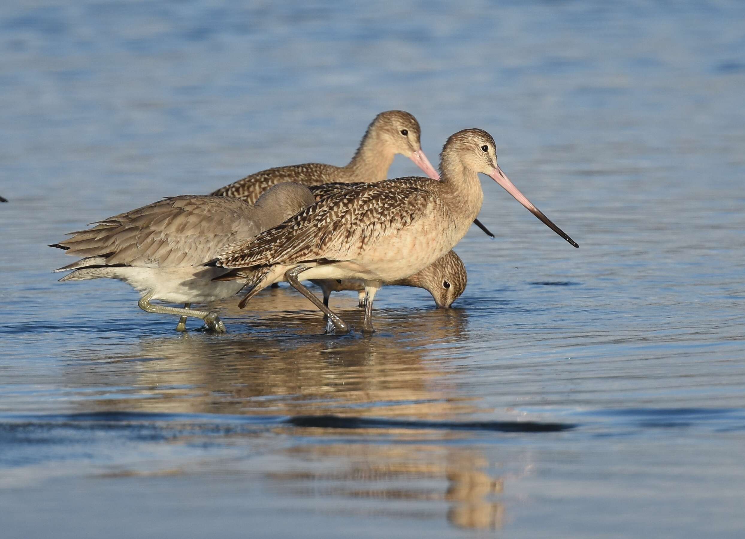 Image of Marbled Godwit