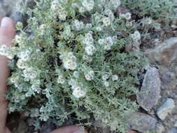 Image of alpine bedstraw