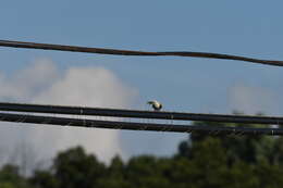 Image of Scissor-tailed Flycatcher