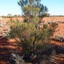 Image of Eremophila paisleyi F. Muell.