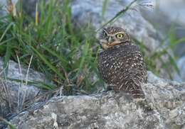 Image of Burrowing Owl