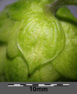 Image of common hop