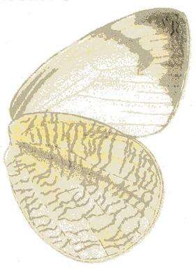 Image of Colotis subfasciatus (Swainson 1833)