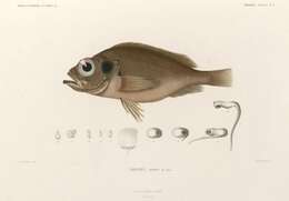 Image of norway haddock