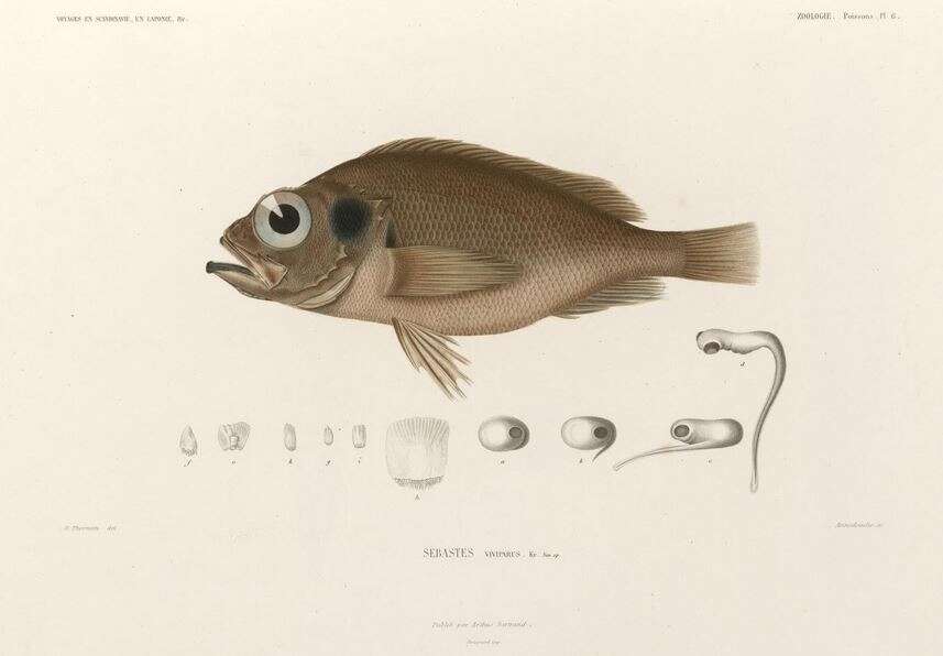 Image of norway haddock