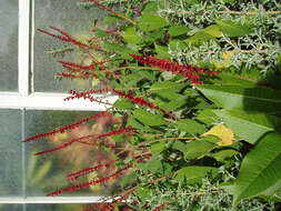 Image of Salvia confertiflora Pohl