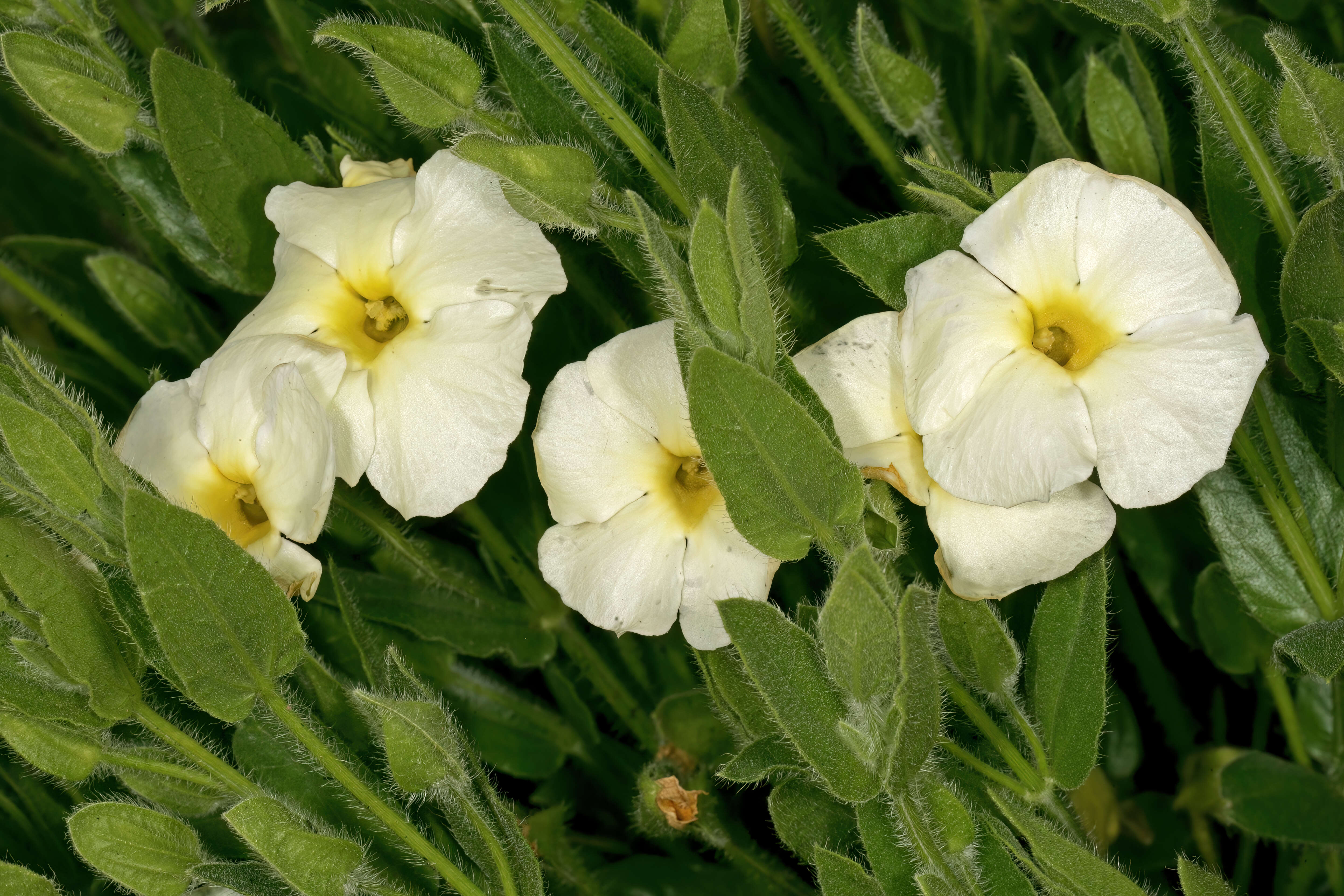 Image of Natal primrose