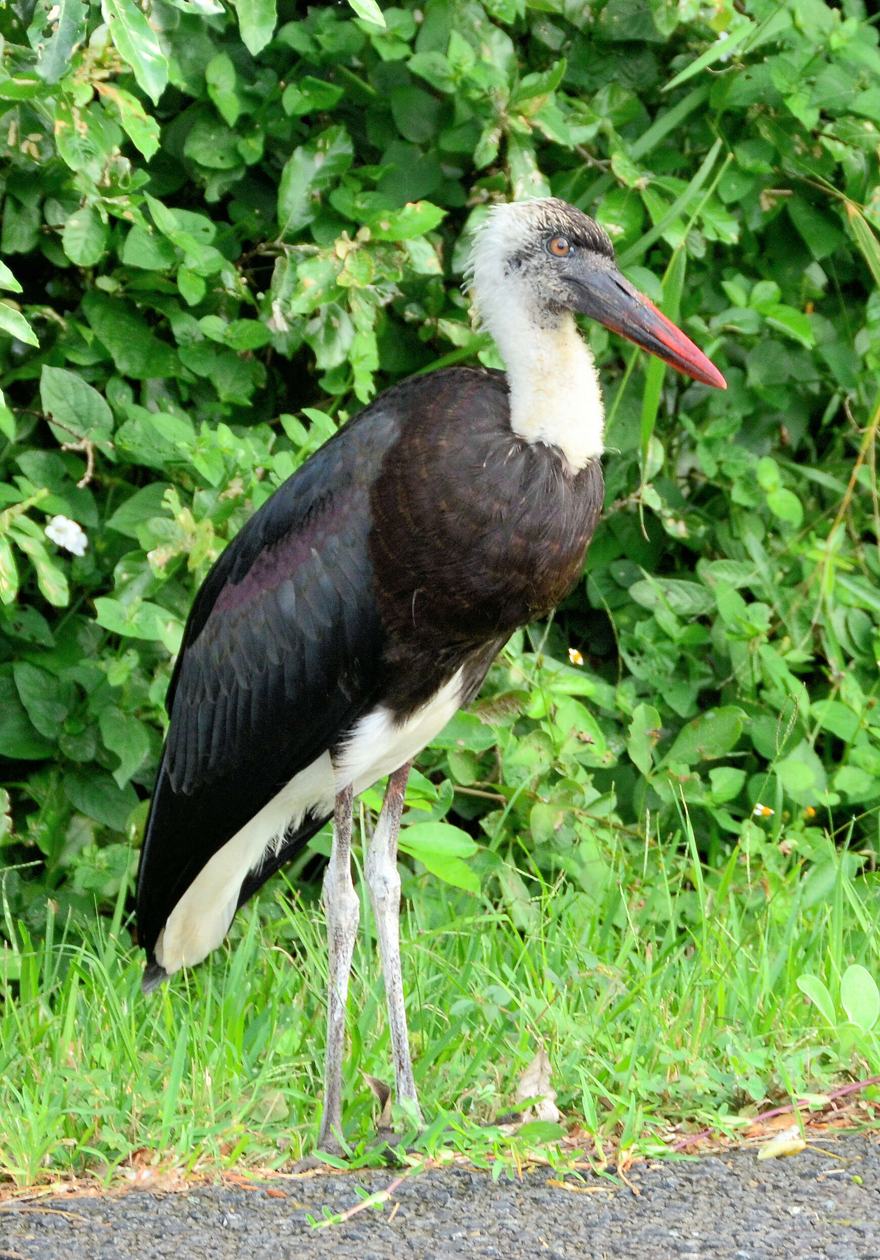 Image of African Woolly-necked Stork