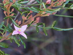 Image of Boronia angustisepala M. F. Duretto