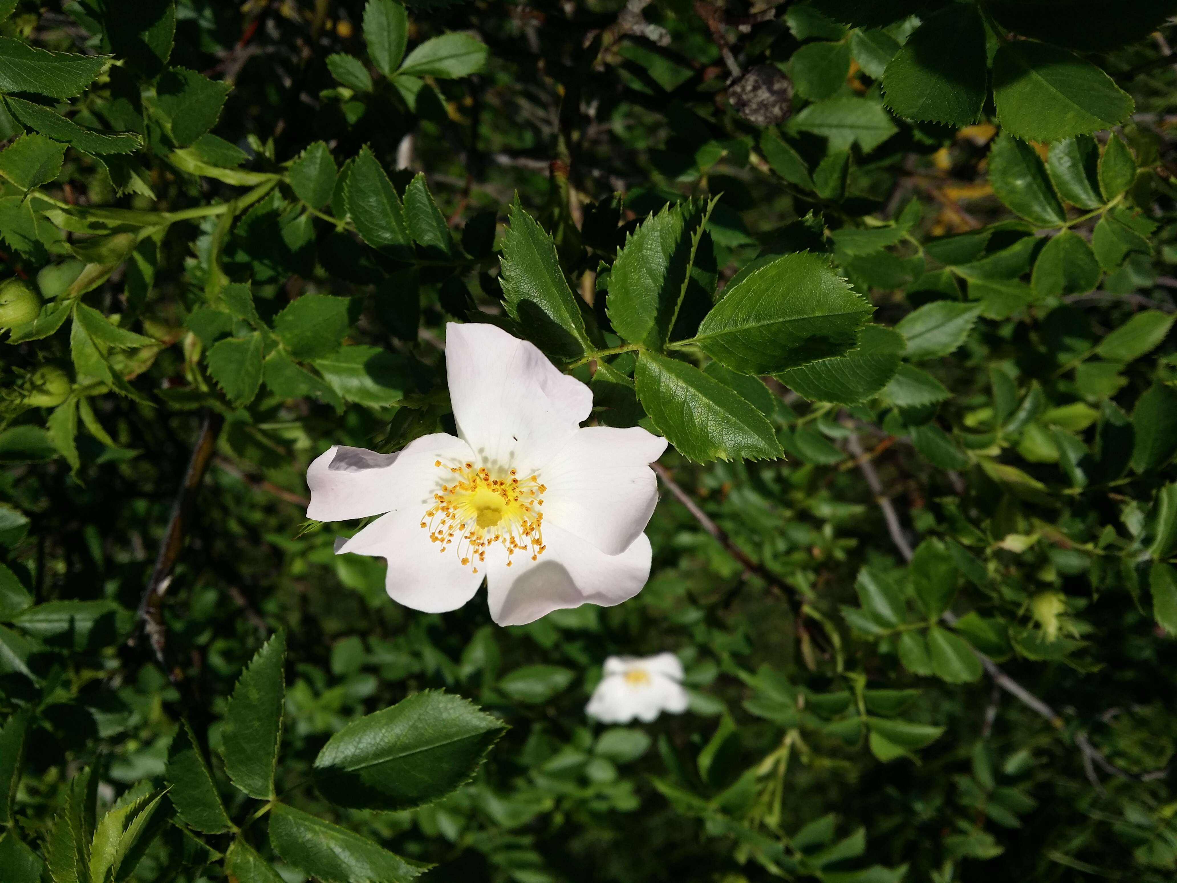 Image of dog rose