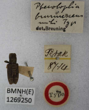 Image of Pterolophia (Ale) brunnescens Breuning 1938