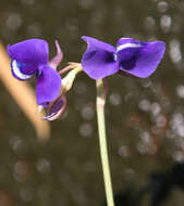 Utricularia delphinioides Thorel ex Pellegr. resmi