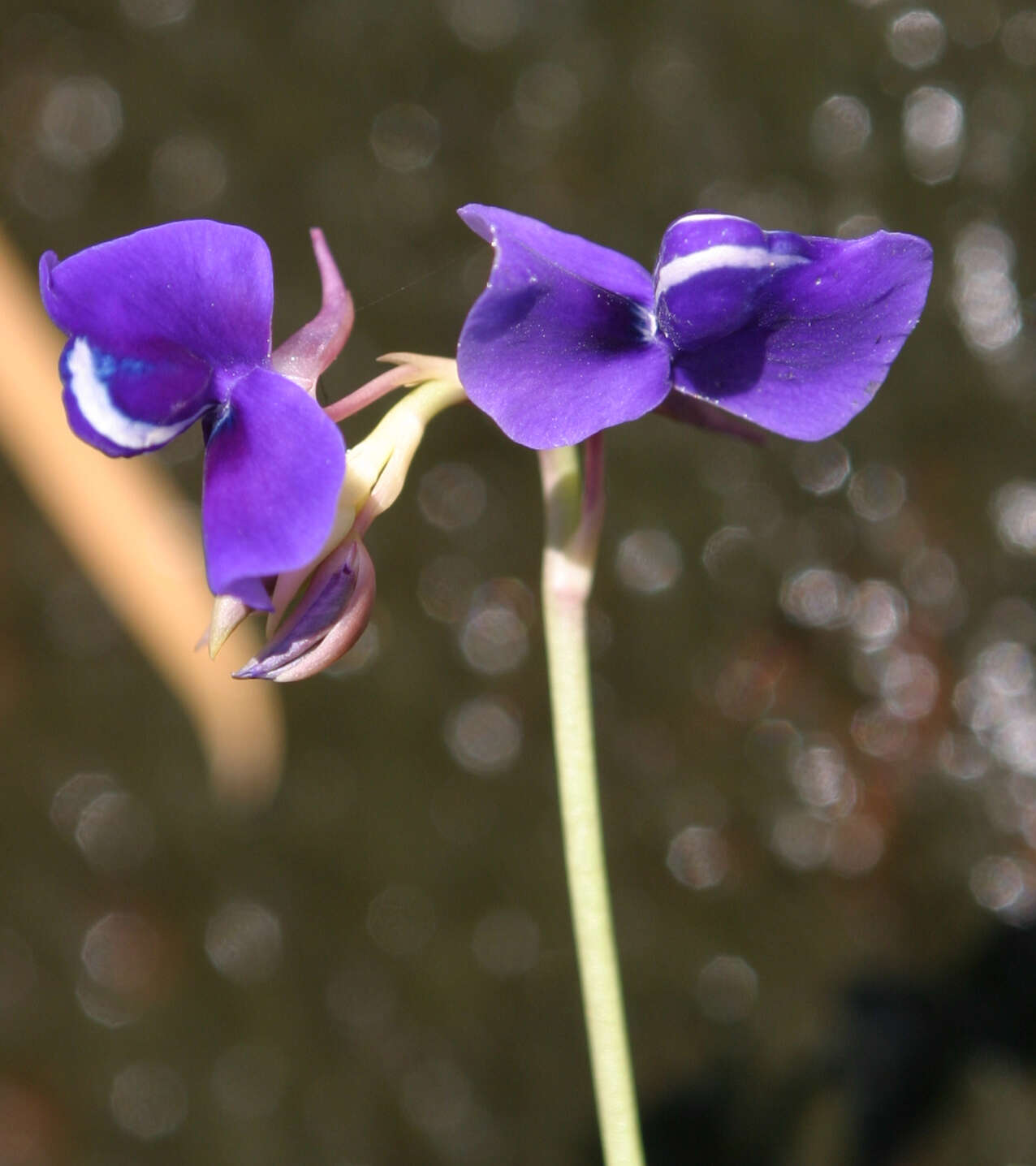 Utricularia delphinioides Thorel ex Pellegr. resmi