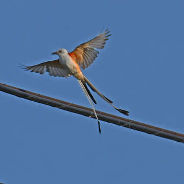 Image of Scissor-tailed Flycatcher