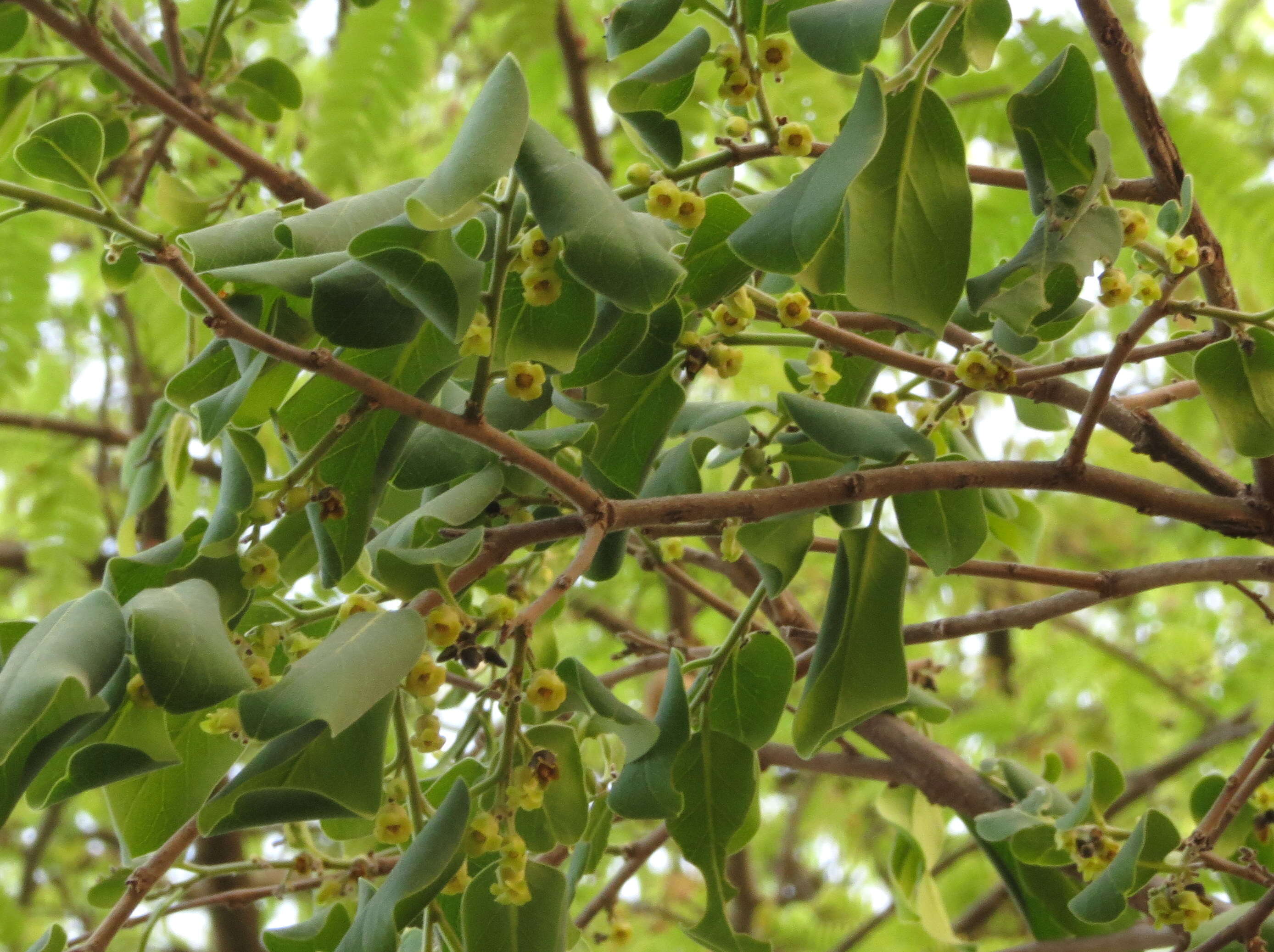 Sivun Diospyros chloroxylon Roxb. kuva