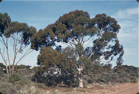Image of Eucalyptus brockwayi C. A. Gardner