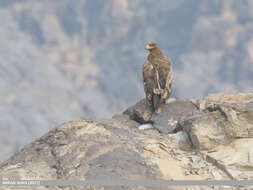 Image of Steppe Eagle