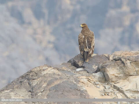 Image of Steppe Eagle