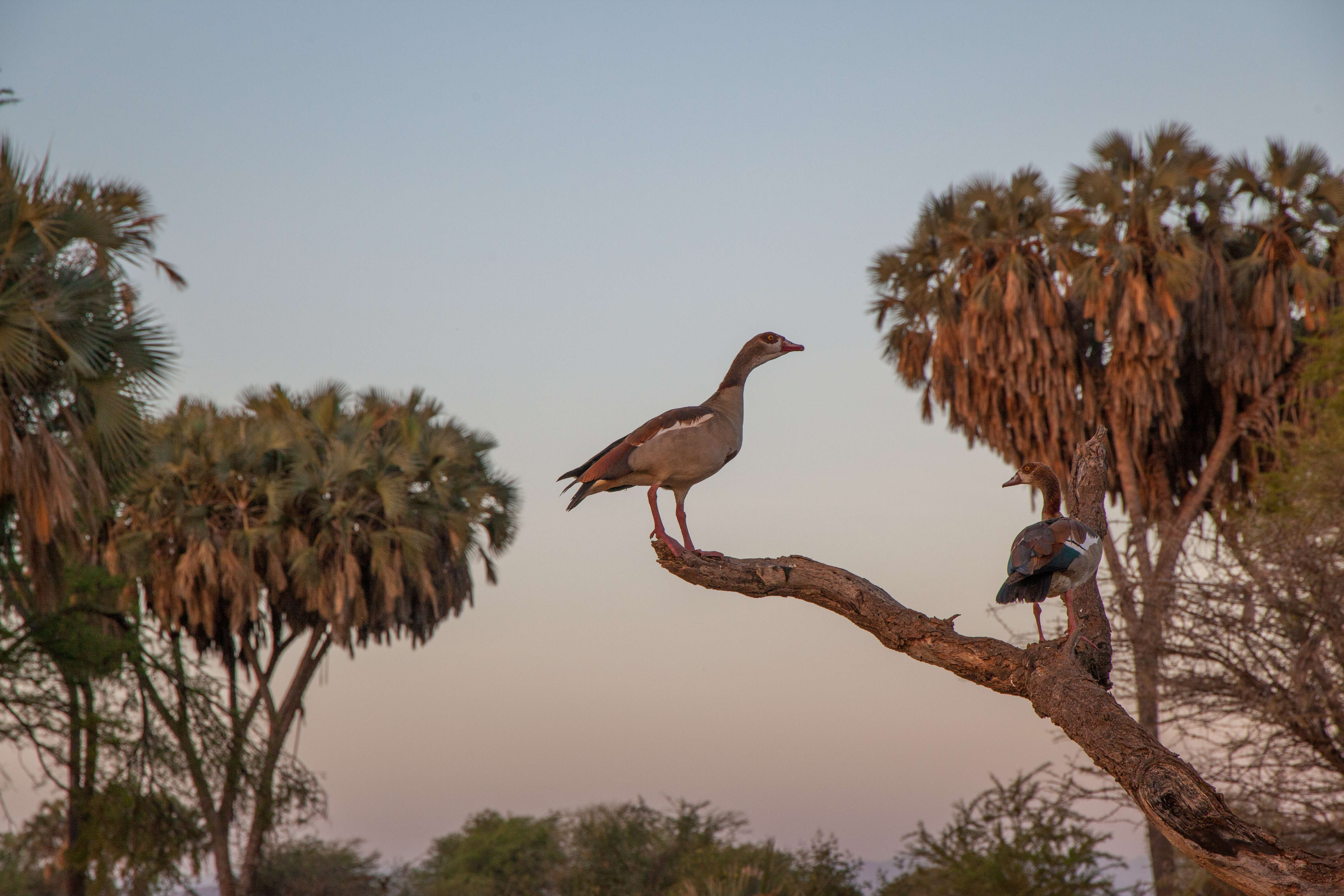 Image of Egyptian Goose