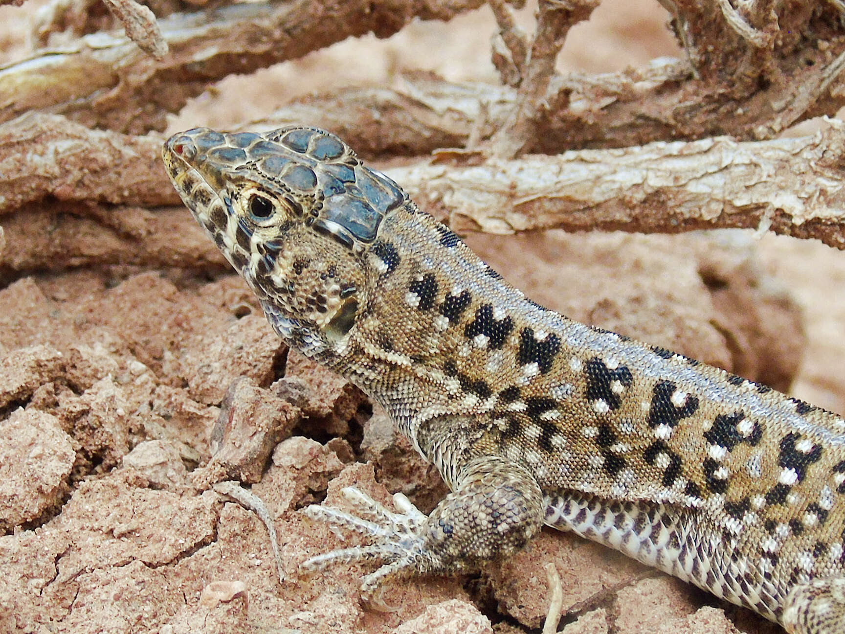 Acanthodactylus ilgazi resmi