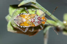 Image of Scentless plant bug