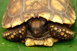 Image of Yellow-footed Tortoise