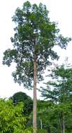 Image of Dipterocarpus caudiferus Merr.