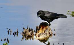 Image of Carrion Crow