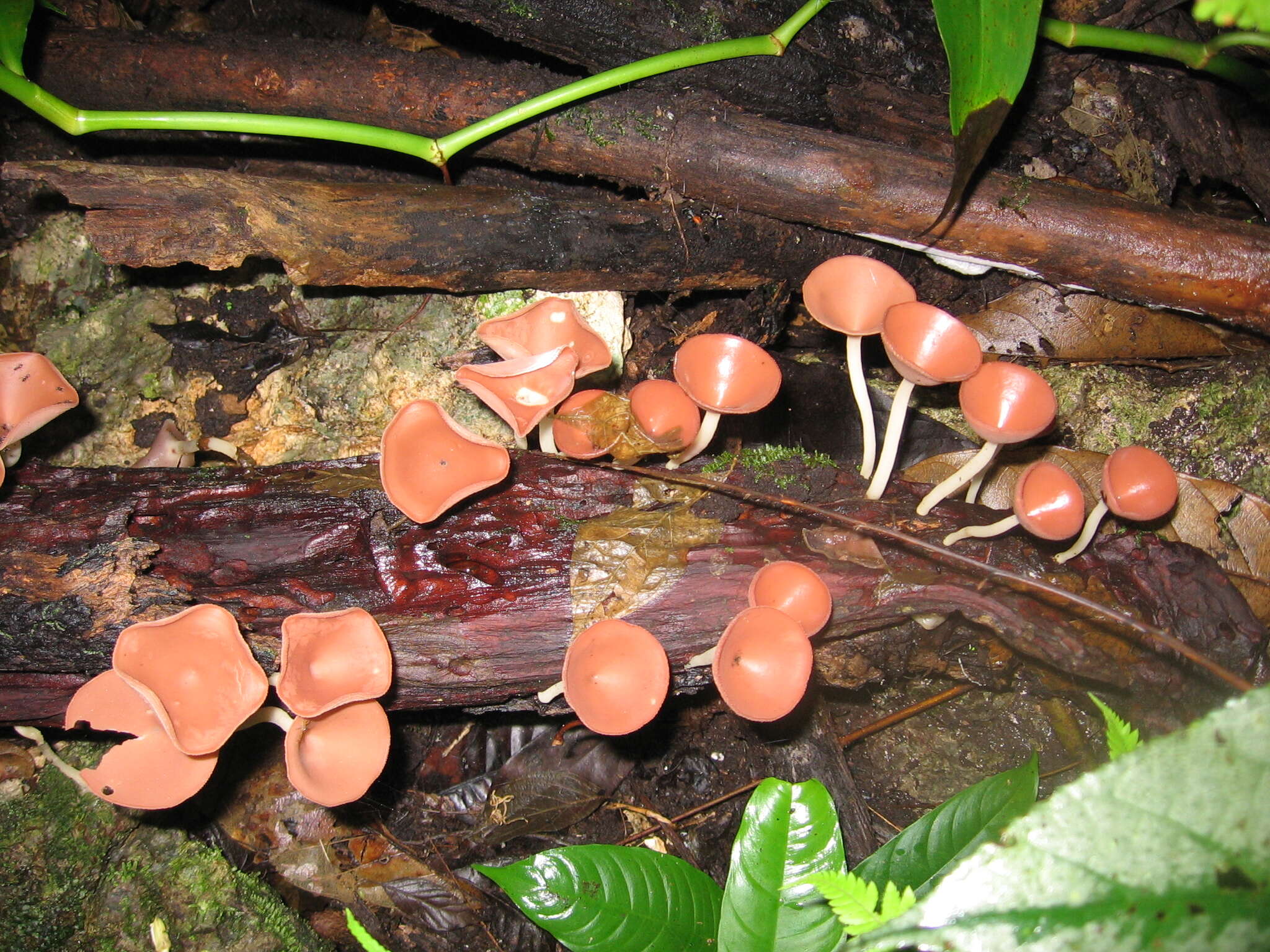 Image of cup fungi