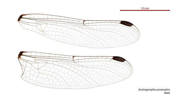 Austrogomphus praeruptus resmi