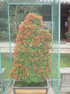 Слика од Pyracantha fortuneana (Maxim.) H. L. Li