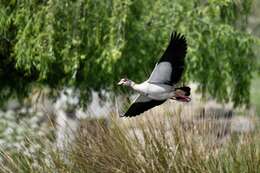 Image of Egyptian Goose