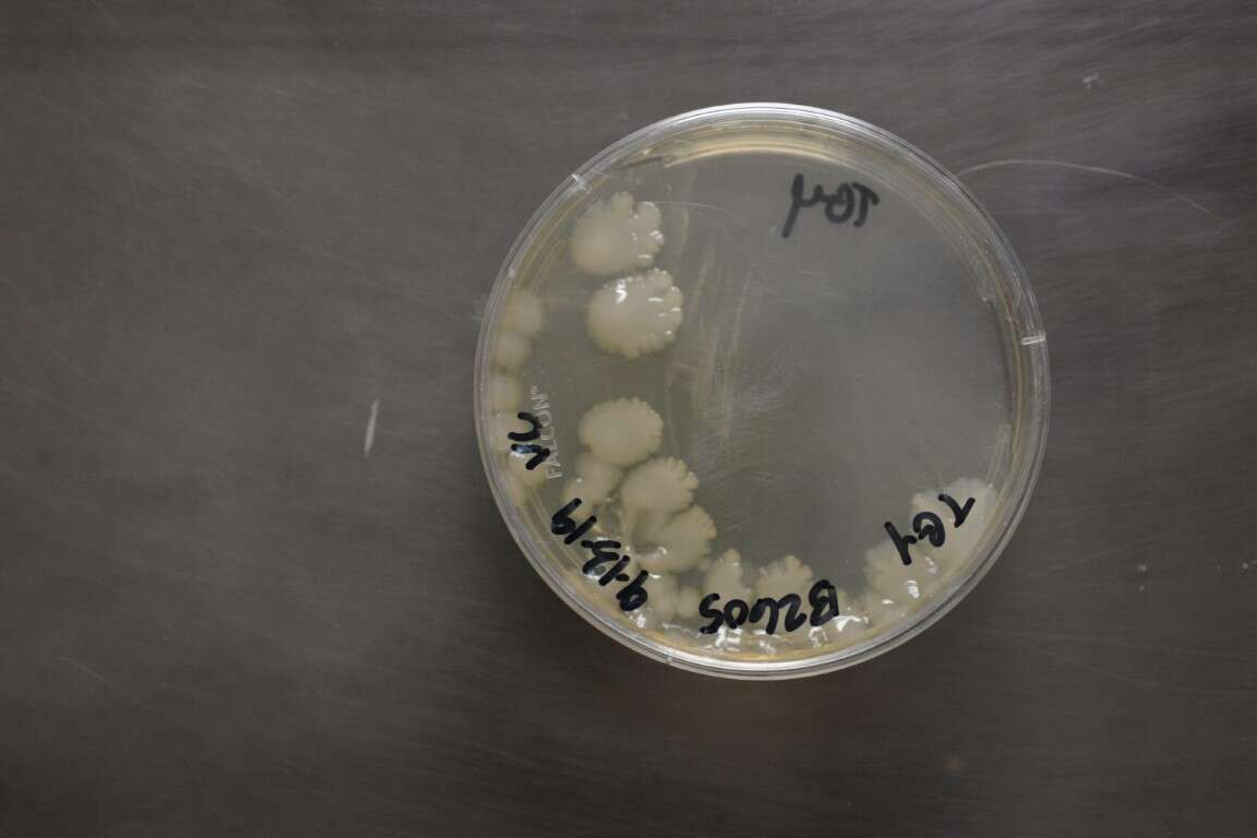 Image de Paenibacillus larvae