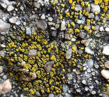 Image of Hidden goldspeck lichen