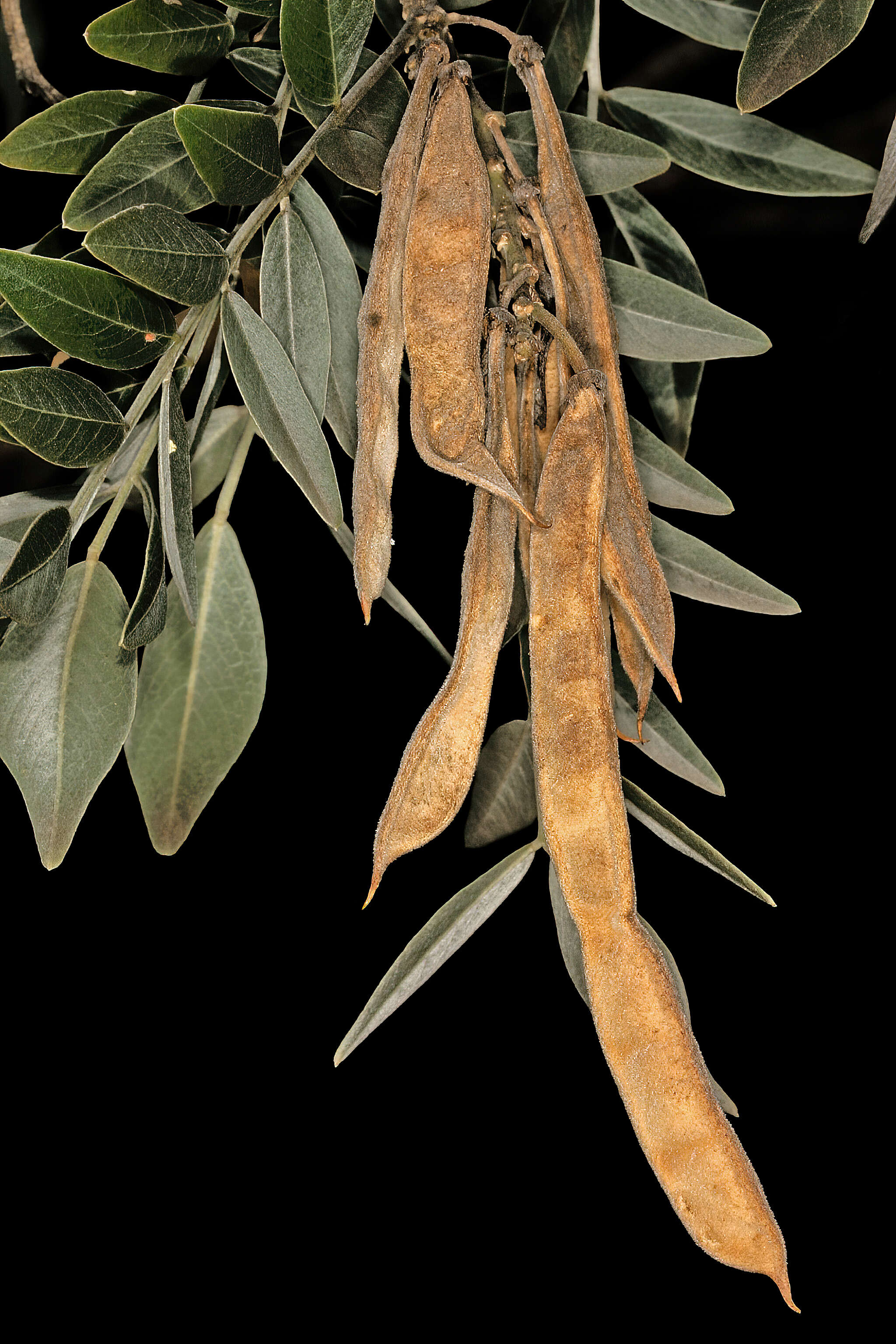 Image of Cork bush