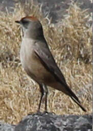 Image of Cinnamon-bellied Ground Tyrant