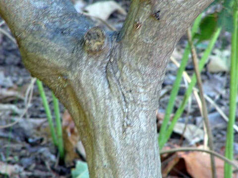 Слика од Carpinus laxiflora (Siebold & Zucc.) Blume