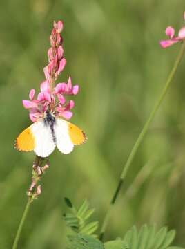 Image of orange tip