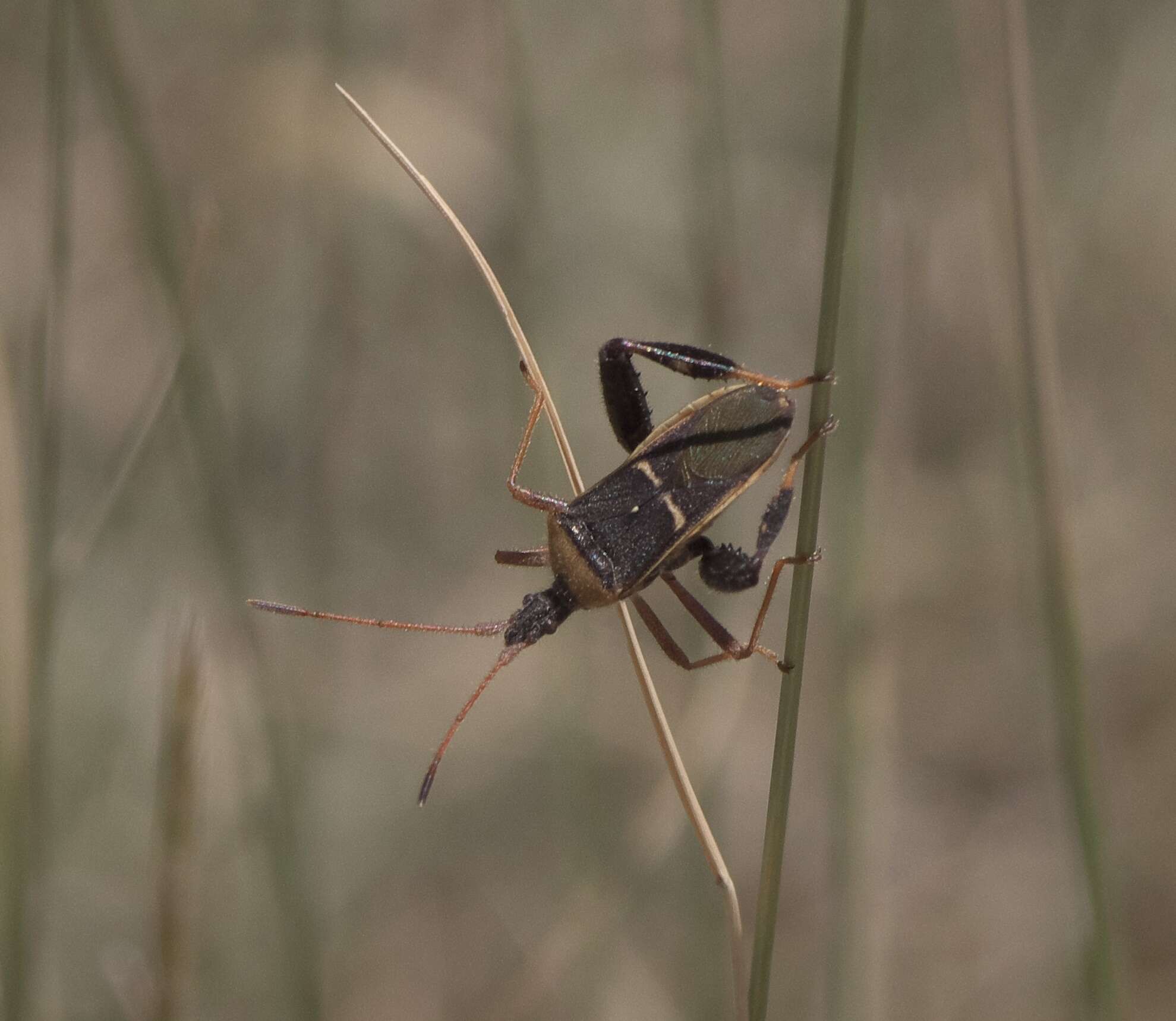 Plancia ëd Narnia (Xerocoris) snowi Van Duzee 1906