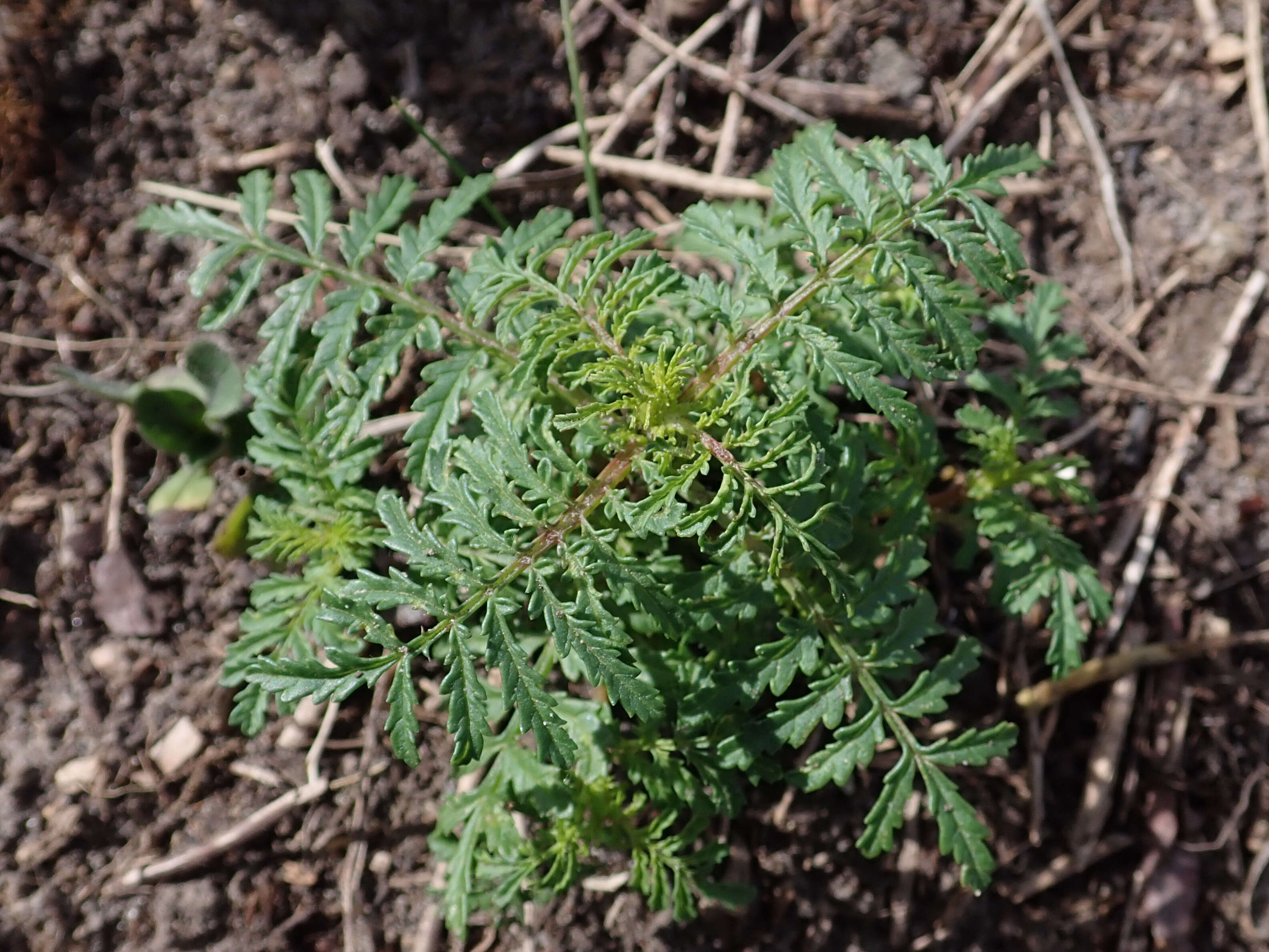 Tagetes tenuifolia Cav. resmi