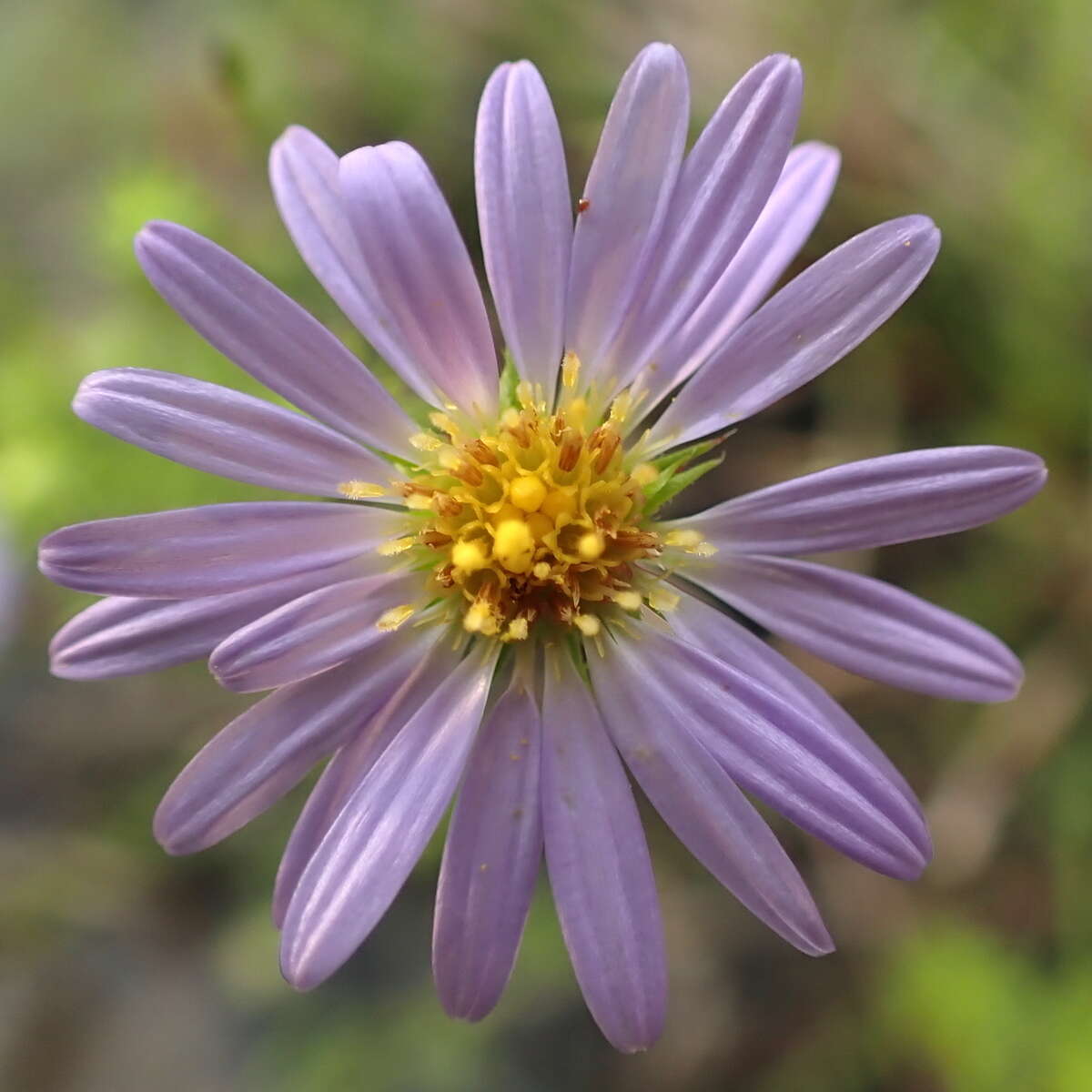 Image of Symphyotrichum kentuckiense