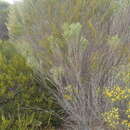 Eremophila labrosa Chinnock resmi