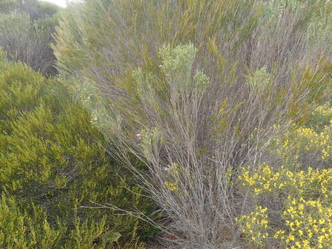 Image of Eremophila labrosa Chinnock