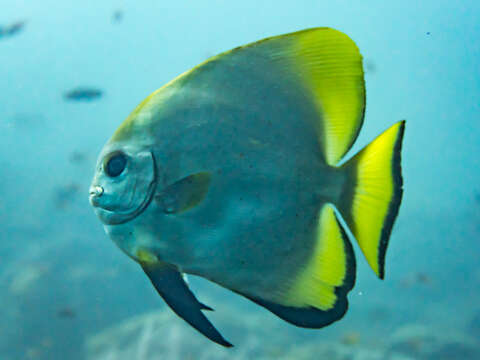 Image of Golden batfish