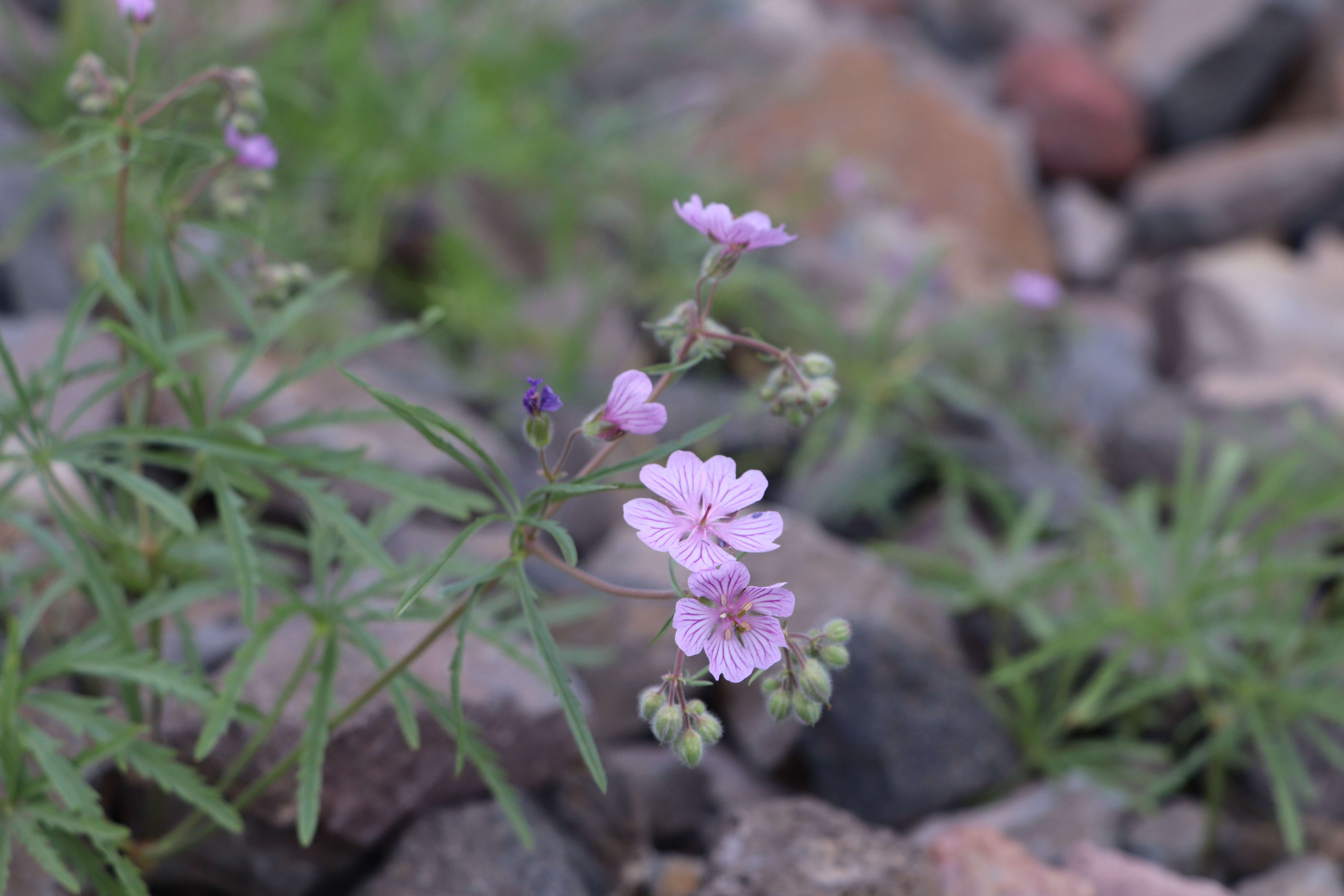 Image of Tuberous Cranesbill