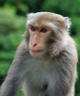 Image of Taiwan macaque