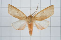 Image of Tympanistes rubidorsalis Moore 1888