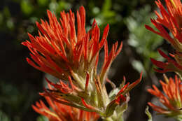 Image of wavyleaf Indian paintbrush